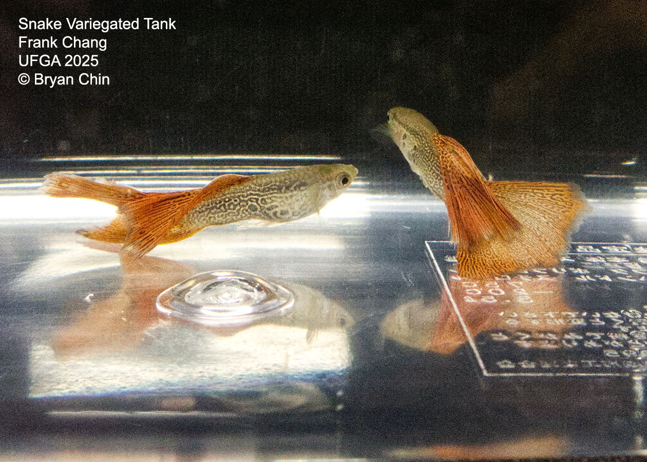 Guppy Variegated Snakeskin